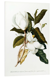 Foam board print  Magnolia - Georg Dionysius Ehret