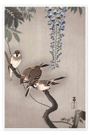 Poster Sparrows on Wisteria