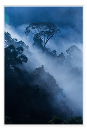 Poster Fog in the rainforest