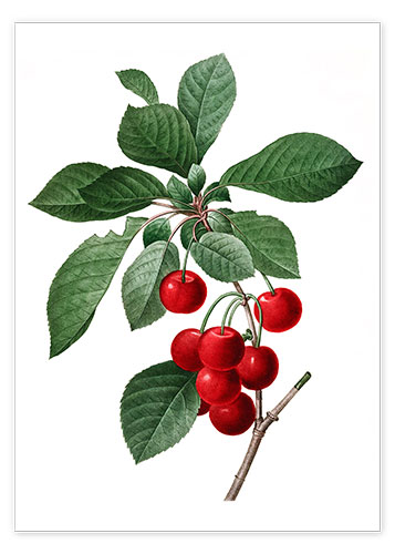 Poster Cherries