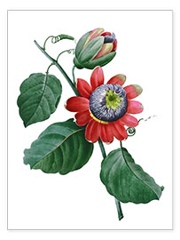 Poster passionflower