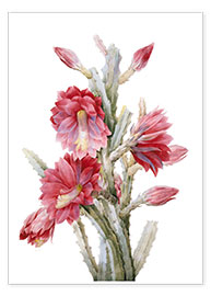 Poster A Flowering Cactus, Heliocereus Speciosus