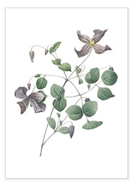 Poster Clematis