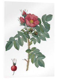 Acrylic print  Kamtschatka Rose (Rosa Kamtschatica) - Pierre Joseph Redouté