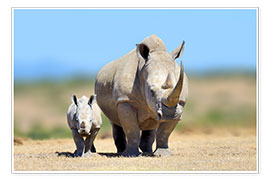 Poster White rhinoceros with young in Kenya, Africa