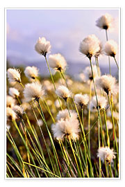 Poster Flowering Tussock Cottongrass