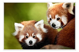 Poster Red Pandas