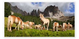 Poster Haflinger horses in a meadow in front of the Rosengarten Mountains