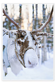 Poster Reindeer in Lapland