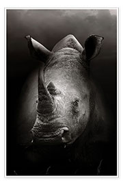 Poster Rhino portrait