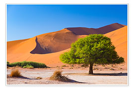 Poster Sand dunes and Acacia trees at Sossusvlei, Namib desert, Namibia