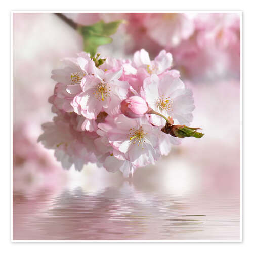 Poster cherry blossom