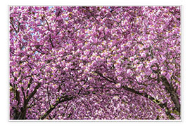 Poster Cherry Blossom