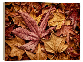 Wood print  Autumn leaves - Ann Collins