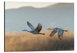Aluminium print  Canada cranes in flight - Maresa Pryor