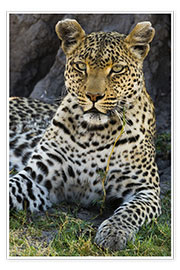 Poster Leopard resting in the shade
