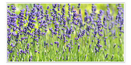 Poster Lavender panorama