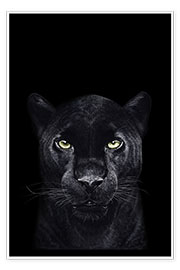 Poster Black panther on a black background