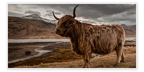 Poster Highland cattle
