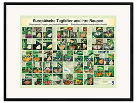 Framed art print  European butterflies (German) - Planet Poster Editions