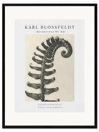 Framed art print  Holly fern - Karl Blossfeldt